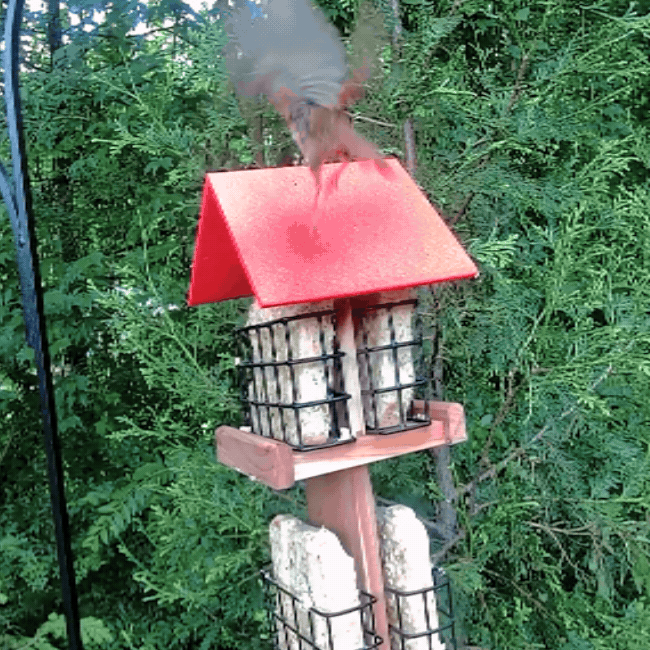 Amish Made Cedar and Recycled Plastic Quad Suet Cake Tower